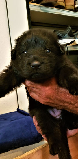 german shepherd breeder