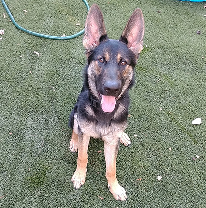 german shepherd breeder