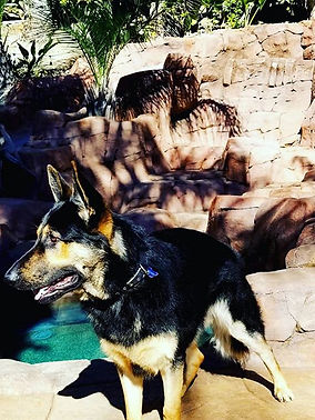 german shepherd breeder
