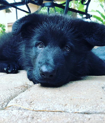 german shepherd breeder