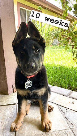 German Shepherd Breeder