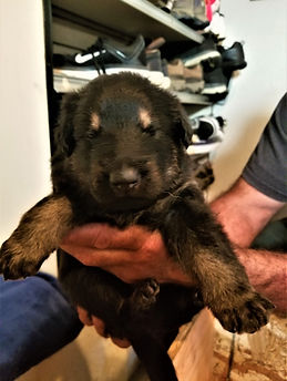 german shepherd breeder