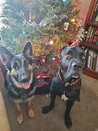 german shepherd breeder