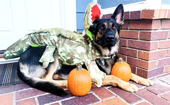 german shepherd breeder