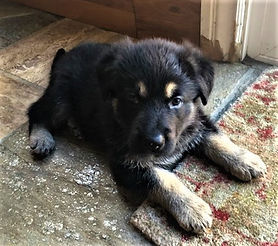 german shepherd breeder