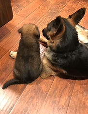 german shepherd Breeder