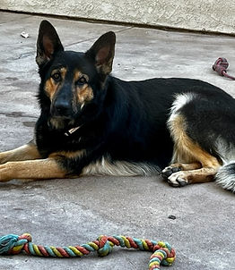 German Shepherd Breeder