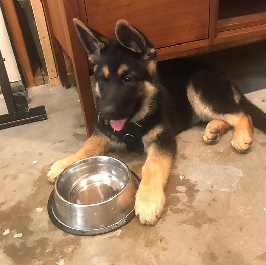 german shepherd breeder