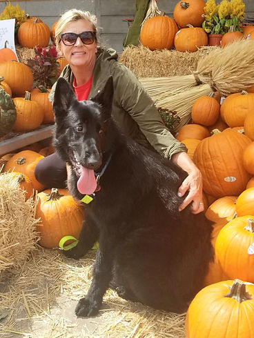 german shepherd breeder