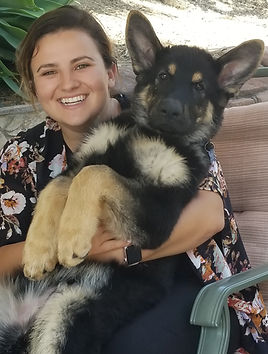 german shepherd breeder