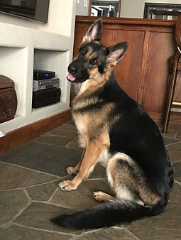 German Shepherd Breeder