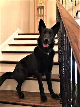 german shepherd breeder