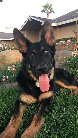 german shepherd breeder