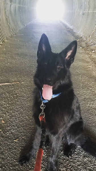 german shepherd breeder