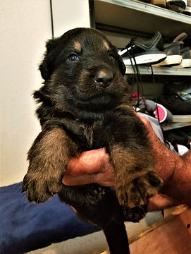 german shepherd breeder