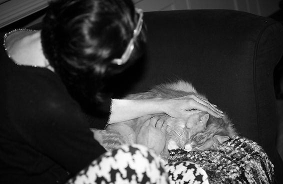 Brightwater Reiki - Animal Reiki