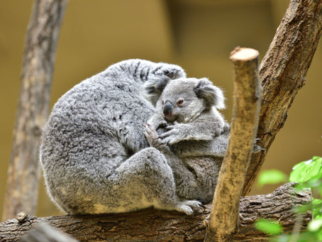 豪森林火災 復興支援活動をはじめました
