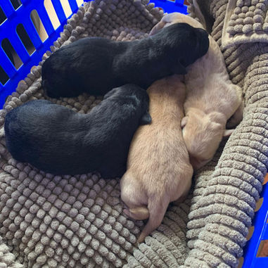 Unser A-Wurf ist da!