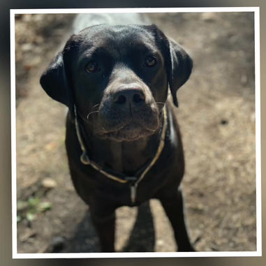 Willow - Happy Birthday - ☘5 Jahre☘