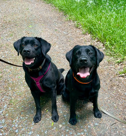 Treffen Tilly-Pepper