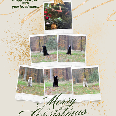 Frohe Weihnachten 🎄