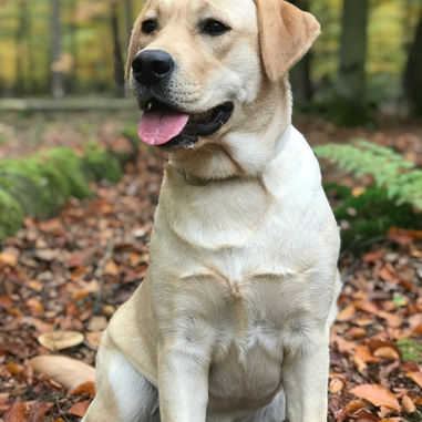 Rubys Röntgenergebnisse sind da