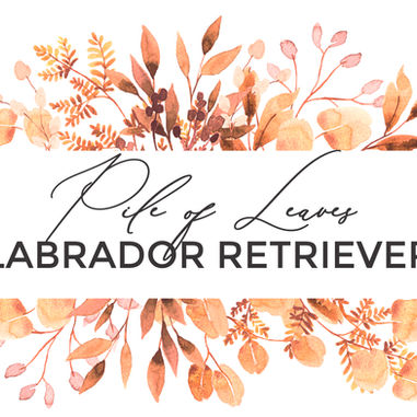 Unser A-Wurf zieht aus (teilweise)