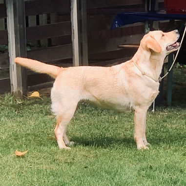 Vorzüglicher Formwert für unsere Ruby