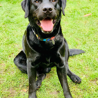 Unser A-Wurf feiert seinen 4. Geburtstag 😍 