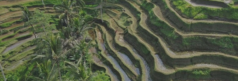 „Reisterrassen als Sinnbild für Wachstum, Veränderung und Klarheit – visuelle Metapher für Coachingreise bei MKAY Coaching“