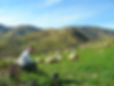 berger et ses brebis sur la col de p