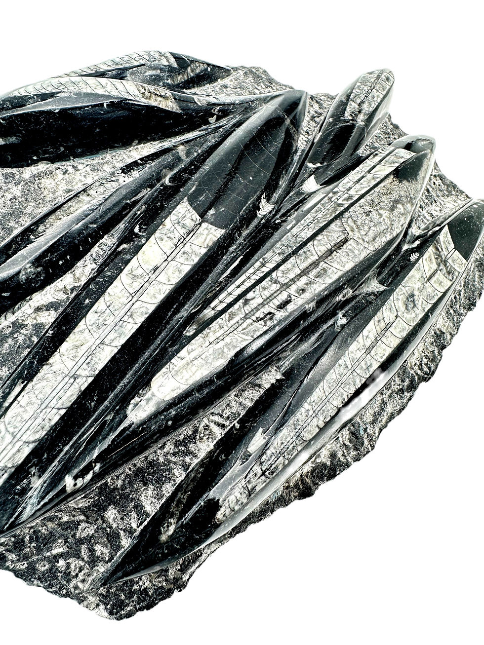Handcrafted Othoceras Fossil, offering a glimpse into Earth's prehistoric oceans.