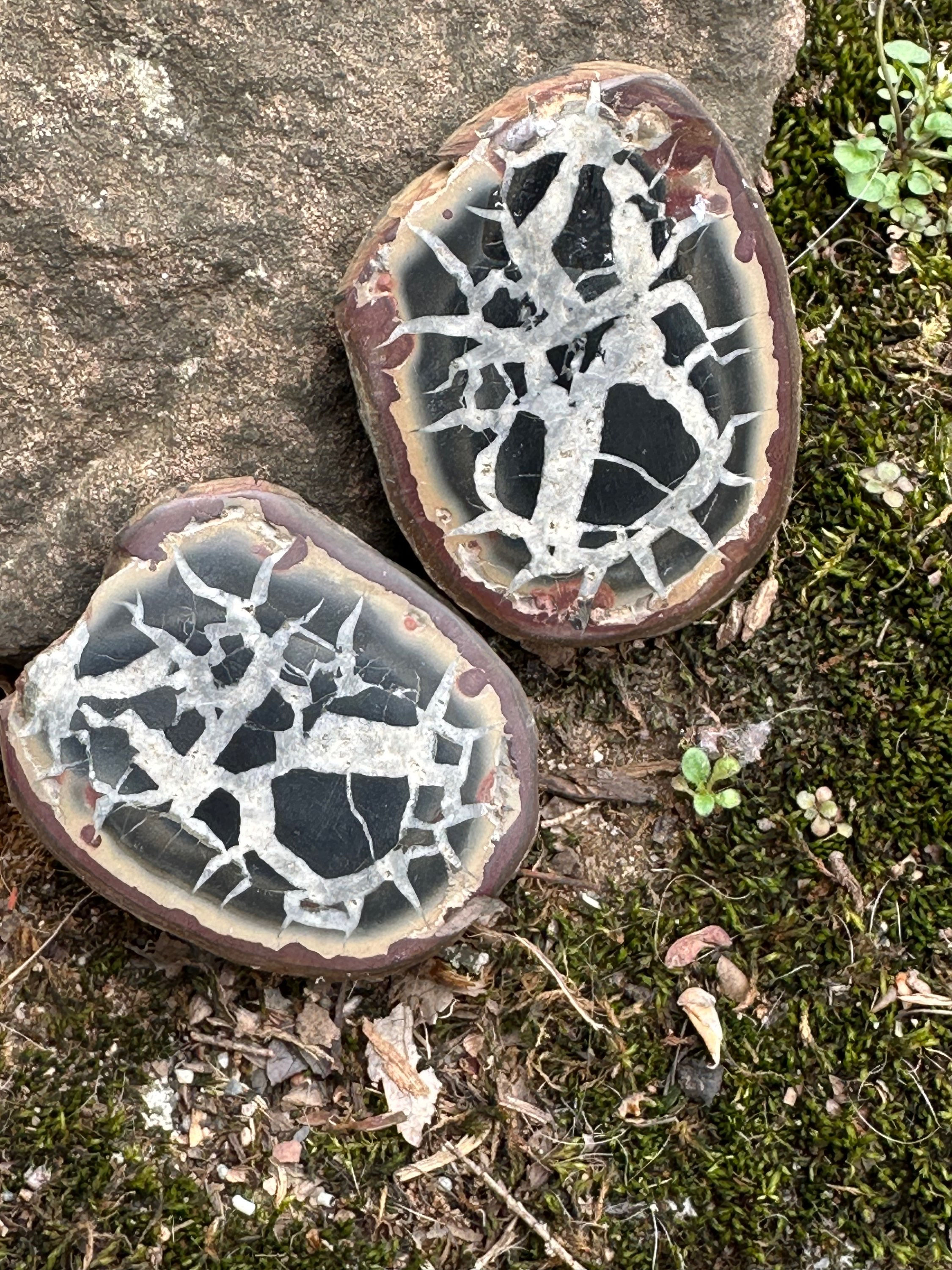 Unique specimen of Fossilized Mudstone, displaying preserved organic matter.