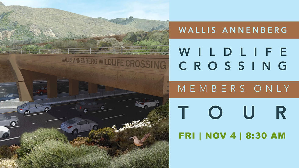Members Only Tour: Wallis Annenberg Wild Life Crossing