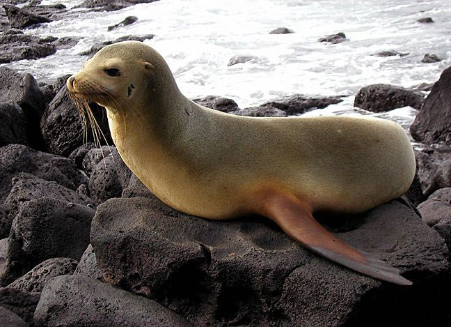 Latin America Ecuador Galapagos - 116