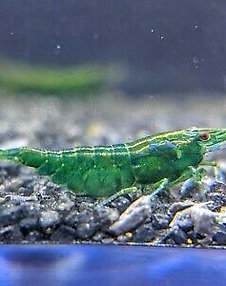 Green Jade Neocarodina Räka