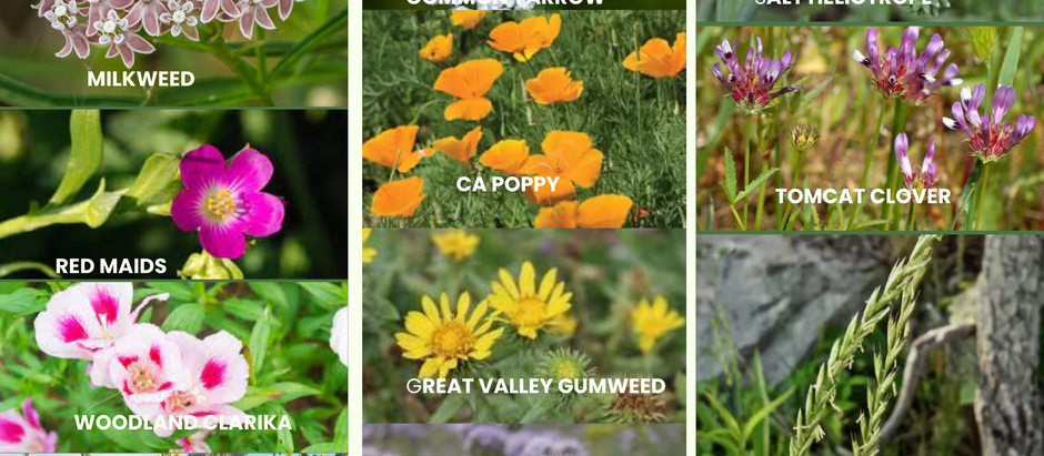 Sustainability Garden & Home
