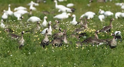 San Luis National Wildlife Refuge.jpg