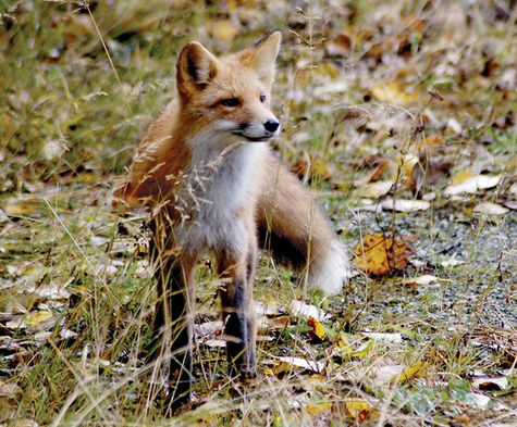 Wildlife in the fields and wetlands of a sustainable Central California ranch and butterfly sanctuary