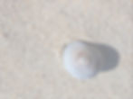 GBP_SAND_shell.jpg