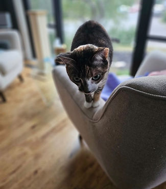 Cat on couch arm