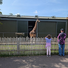 animal feeding