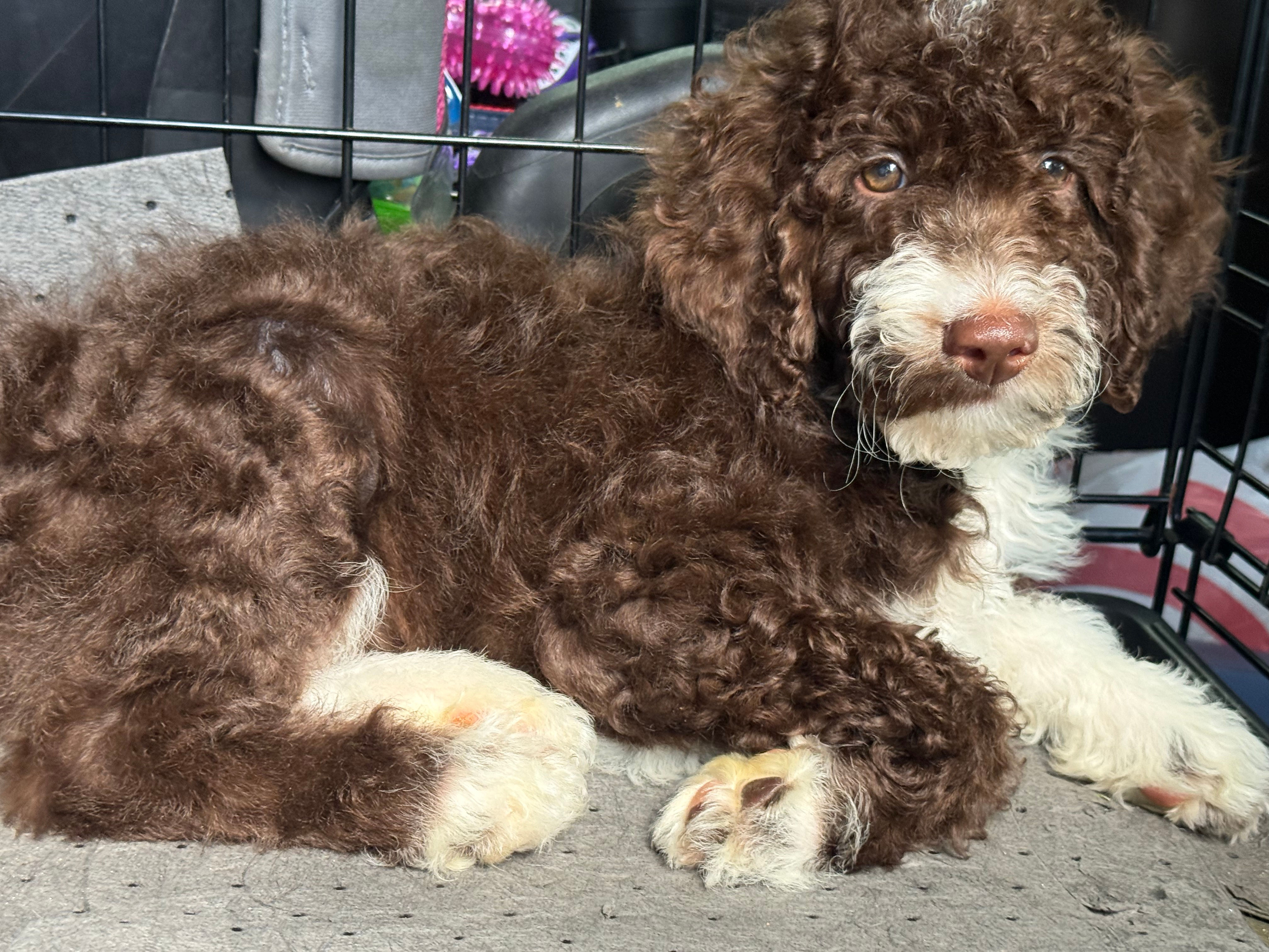 CKC F1b mini Aussiedoodle male chocolate tuxedo