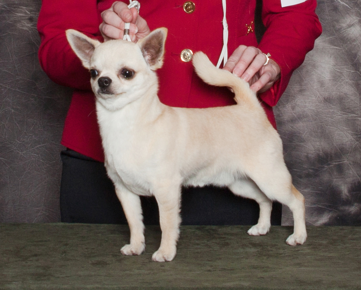 Home Knockout Akc Health Tested Chihuahuas