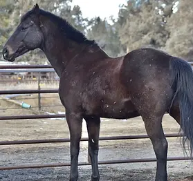 A horse named Smokey Sessions