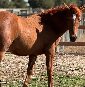 A horse named Cinder