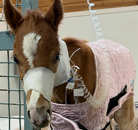 A horse named Rocky Balboa 