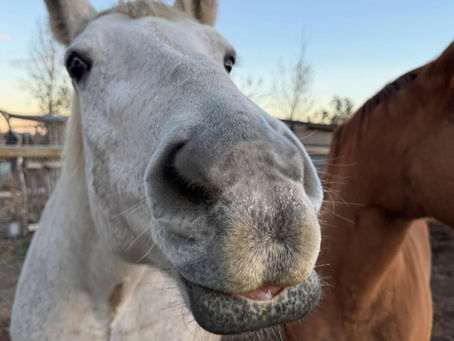 Is Horse Ownership Right for You?