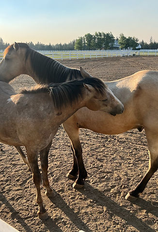 Two horse friends grooming each other