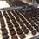 Thumbnail: Tray of Vegan Dark Chocolate Salted Caramels